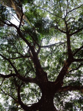 parlak arkaplanlı maymun kapsülü ağacı