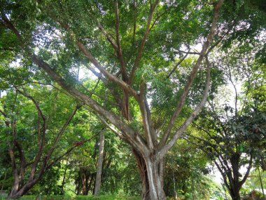 Ficus benjamina (beringin), genellikle ağlayan incir ya da Benjamin incir ağacı olarak bilinir.