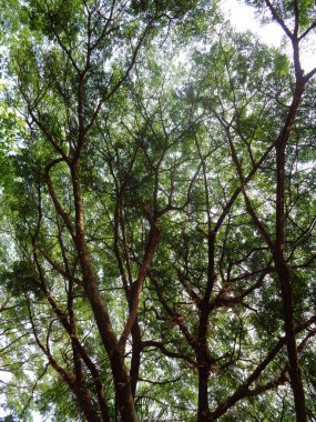 parlak arkaplanlı maymun kapsülü ağacı