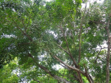 Ficus benjamina (beringin), genellikle ağlayan incir ya da Benjamin incir ağacı olarak bilinir.