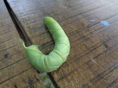 Doğada yaşayan egzotik yeşil tırtıl.