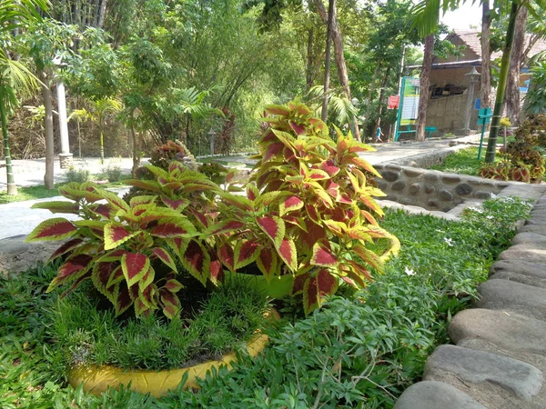 Die Schöne Blume Grünen Garten — Stockfoto