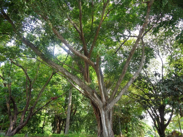 Ficus Benjamina Beringina Comunemente Noto Come Fico Piangente Albero Fico — Foto Stock