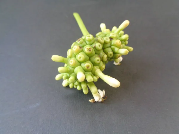 Noni Nebo Morinda Citrifolia Ovoce Zelené Listy Izolované Bílém Pozadí — Stock fotografie