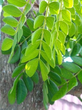 Maymun tohumu yaprakları, samanya saman yaprakları