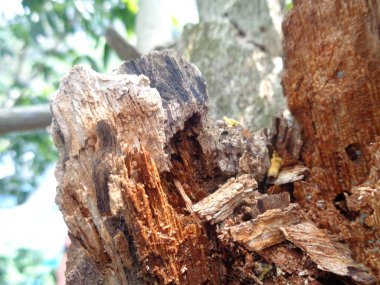 Kuru ve yağmurla yıpranmış tahta