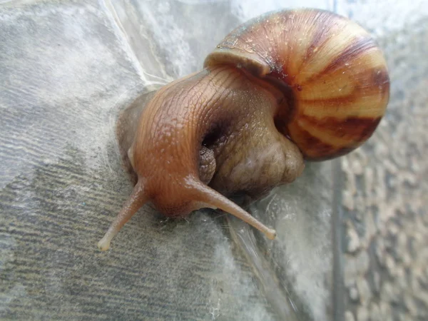 Caracol Grande Casca Rastejando Porcelana Dia Verão Jardim Caracol Jardim — Fotografia de Stock