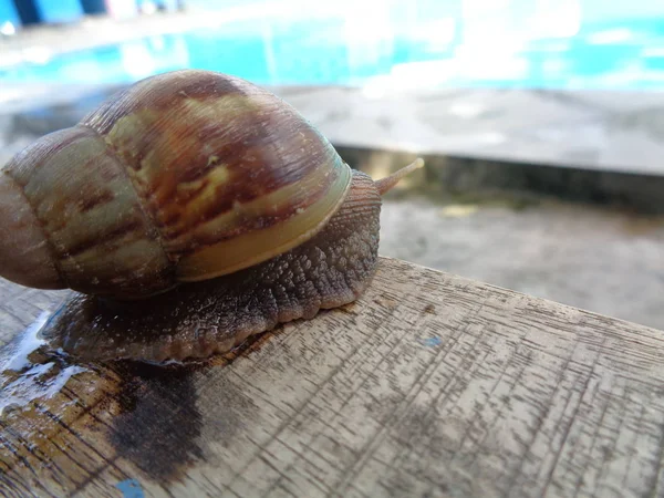 Big Snail Shell Crawling Porcelain Summer Day Garden Garden Snail — Stock Photo, Image