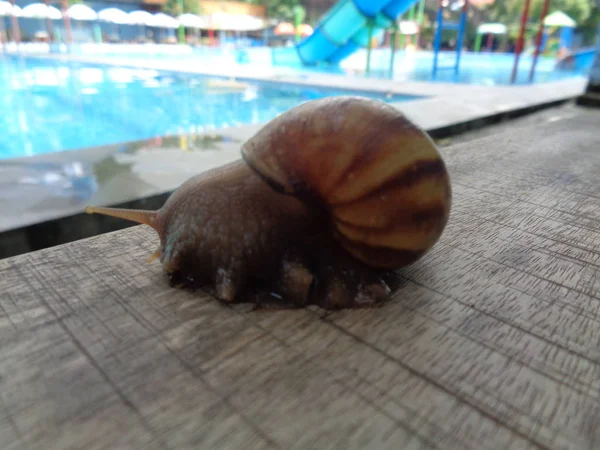 Caracol Grande Concha Arrastrándose Sobre Porcelana Día Verano Jardín Caracol — Foto de Stock