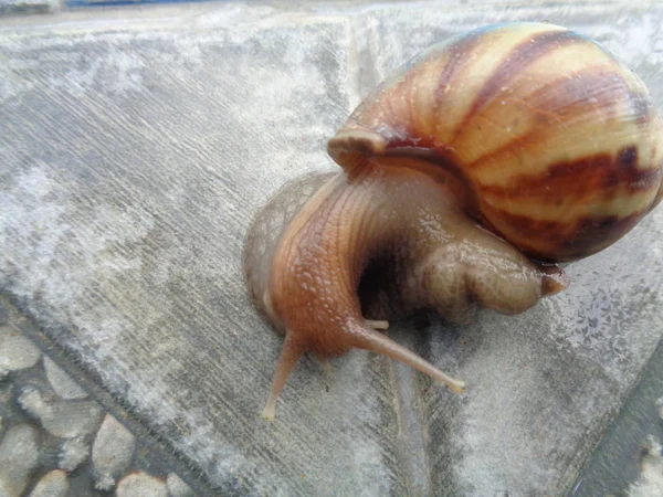 Big Snail Shell Crawling Porcelain Summer Day Garden Garden Snail — Stock Photo, Image