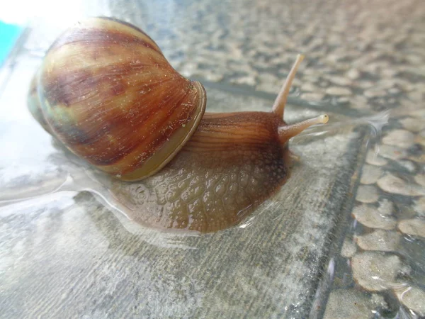 Caracol Grande Concha Arrastrándose Sobre Porcelana Día Verano Jardín Caracol —  Fotos de Stock