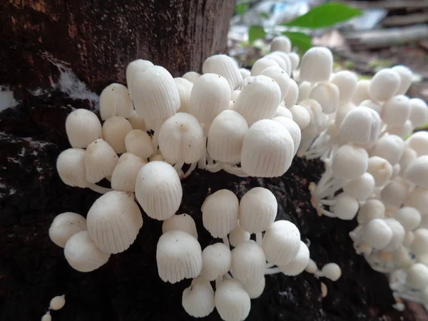 Gros Plan Pousse Champignon Dans Nature — Photo