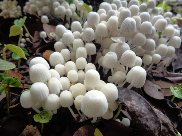 Primo Piano Sparo Fungo Nella Natura — Foto Stock