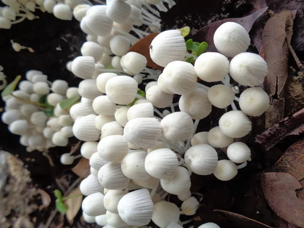 Gros Plan Pousse Champignon Dans Nature — Photo