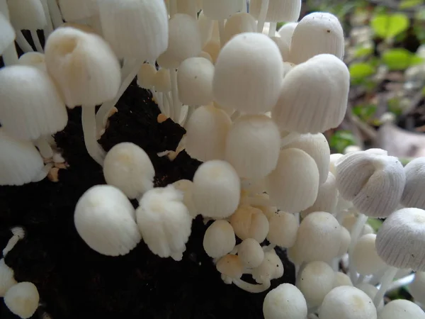 Primo Piano Sparo Fungo Nella Natura — Foto Stock