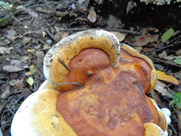 Ganoderma Género Hongos Poliporos Familia Ganodermataceae Que Encuentran Tronco Del —  Fotos de Stock