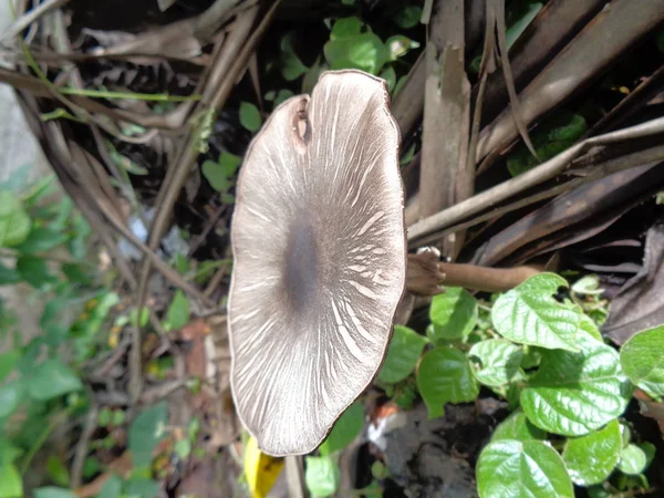 自然界中的剧毒蘑菇 是一种致命的蜘蛛网帽 — 图库照片