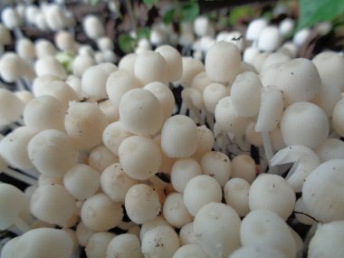 Beyaz mantarı doğada vurun.