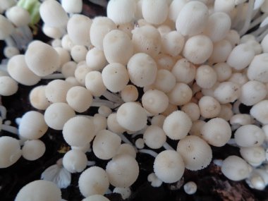 Yağmur mevsiminde mevsimlik beyaz mantarları yakın çekim