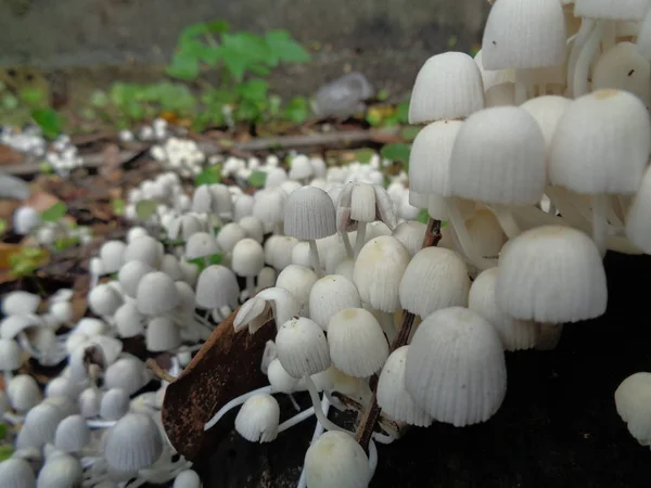 Primo Piano Sparare Funghi Bianchi Stagionali Nella Stagione Delle Piogge — Foto Stock