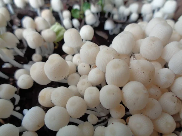 Gros Plan Pousse Champignon Blanc Saisonnier Saison Des Pluies — Photo