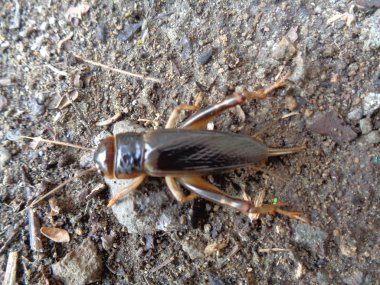 Tarbinskiellus portentosus ya da Brachytrupes portentosus (büyük başlı cırcır böceği, büyük kahverengi çekirge, kısa kuyruklu cırböceği, gangsir, gasir) yerde.