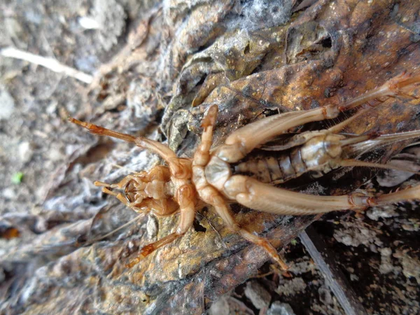 Tarbinskiellus Portentosus Brachytrupes Portentosus Крикет Большой Головой Большой Коричневый Крикет — стоковое фото