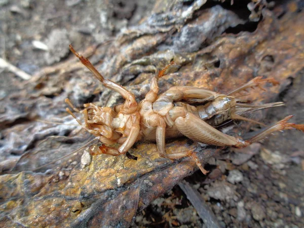 自然界中的Tarbinskiellus Portentosus或Brachytrupes Portentosus 大头蟋蟀 大褐色蟋蟀 短尾蟋蟀 — 图库照片