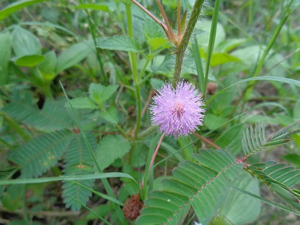 Närbild Blomman Känslig Växt Sömnig Växt Eller Trädet Blåsvingel Mimosa — Stockfoto