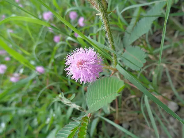 Κοντινό Πλάνο Λουλούδι Ευαίσθητο Φυτό Υπνηλία Φυτό Δέντρο Touch Mimosa — Φωτογραφία Αρχείου