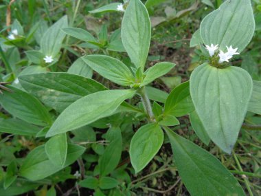 Yabani otlar yeşil arka planda