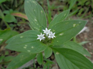 Yabani otlar yeşil arka planda