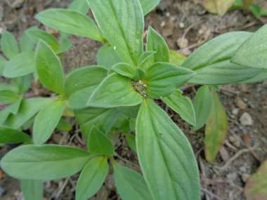 Yabani otlar yeşil arka planda