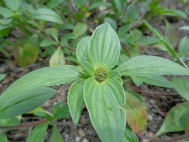 Yabani otlar yeşil arka planda