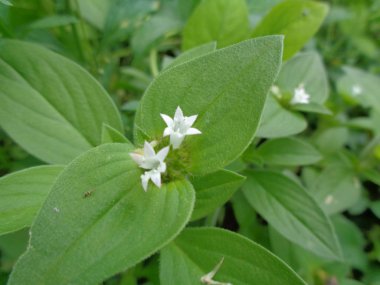 Yabani otlar yeşil arka planda