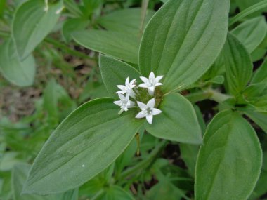 Yabani otlar yeşil arka planda