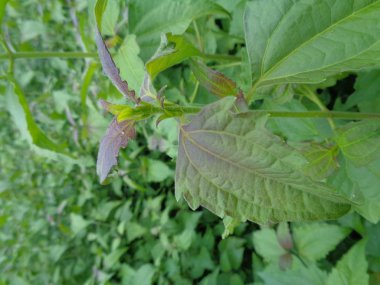 Yabani otlar yeşil arka planda