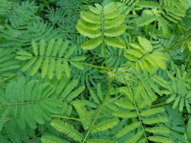 Yabani otlar yeşil arka planda