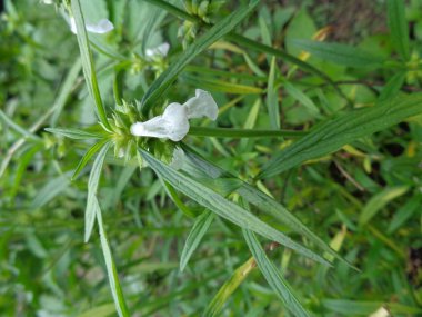 Yeşil arka planda yabani otlar