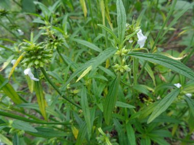 Yeşil arka planda yabani otlar