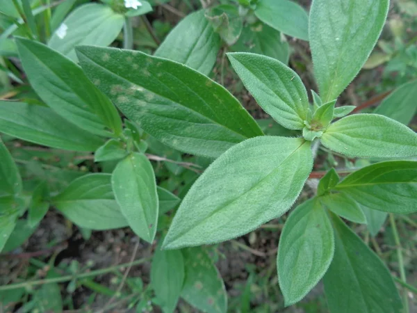 Mauvaises Herbes Vert Dans Fond Nature — Photo