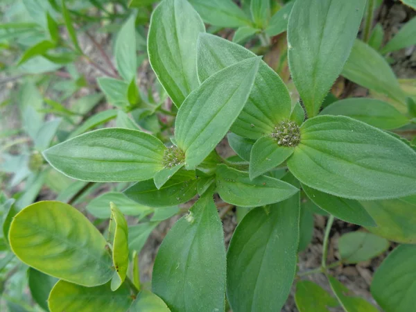 Malezas Verdes Fondo Naturaleza — Foto de Stock