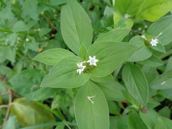 Malezas Verdes Fondo Naturaleza — Foto de Stock