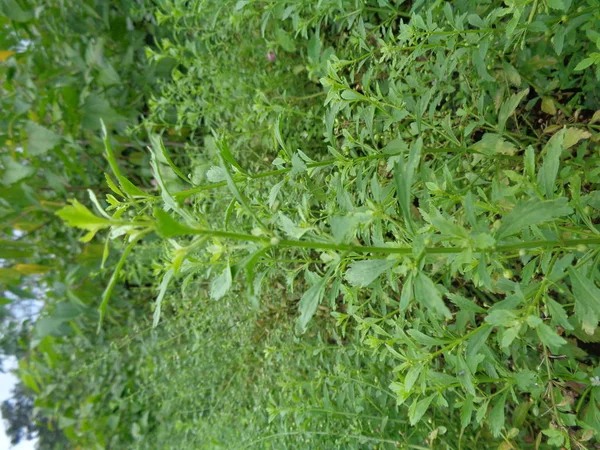 Mauvaises Herbes Vert Dans Fond Nature — Photo