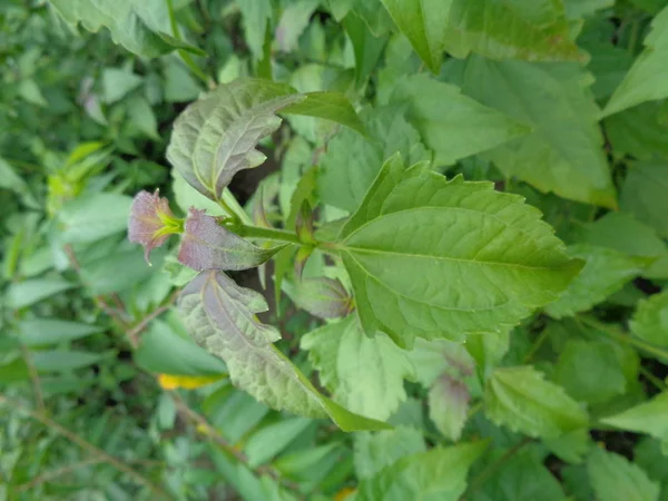 自然界の緑の雑草は — ストック写真