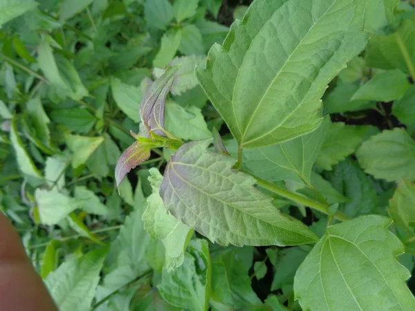 Mauvaises Herbes Vert Dans Fond Nature — Photo