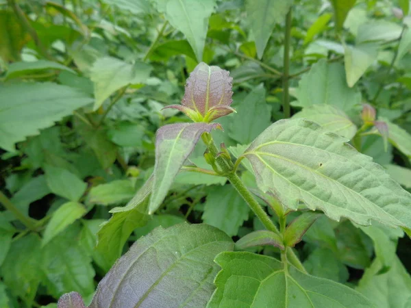 自然界の緑の雑草は — ストック写真