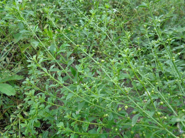 Plevel Zelený Přírodním Pozadí — Stock fotografie