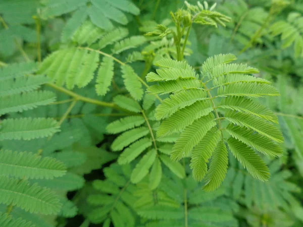 Malezas Verdes Fondo Naturaleza — Foto de Stock