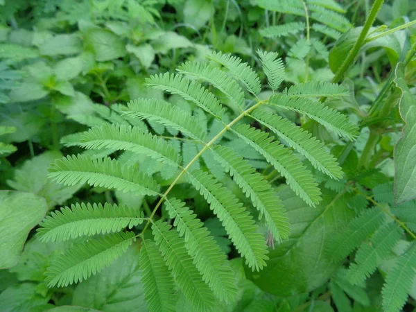 Mauvaises Herbes Vert Dans Fond Nature — Photo